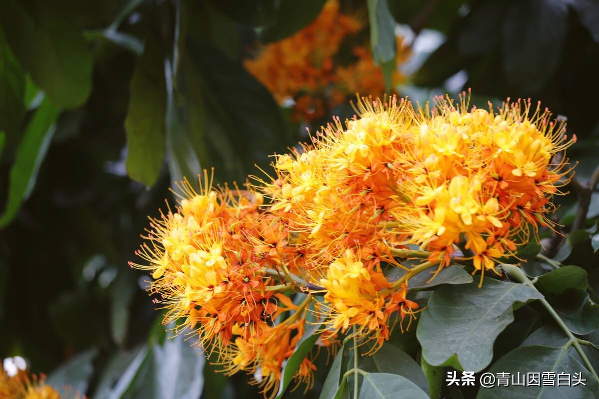 无忧花生长在哪里,无忧花与佛的联系