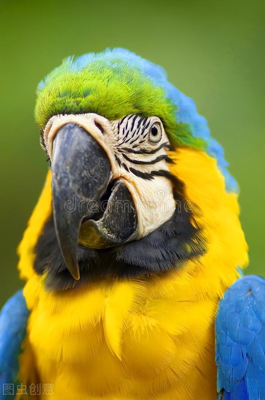 鹦鹉眼睛一睁一闭的是怎么回事,黄桃鹦鹉一睁一闭眼是怎么回事