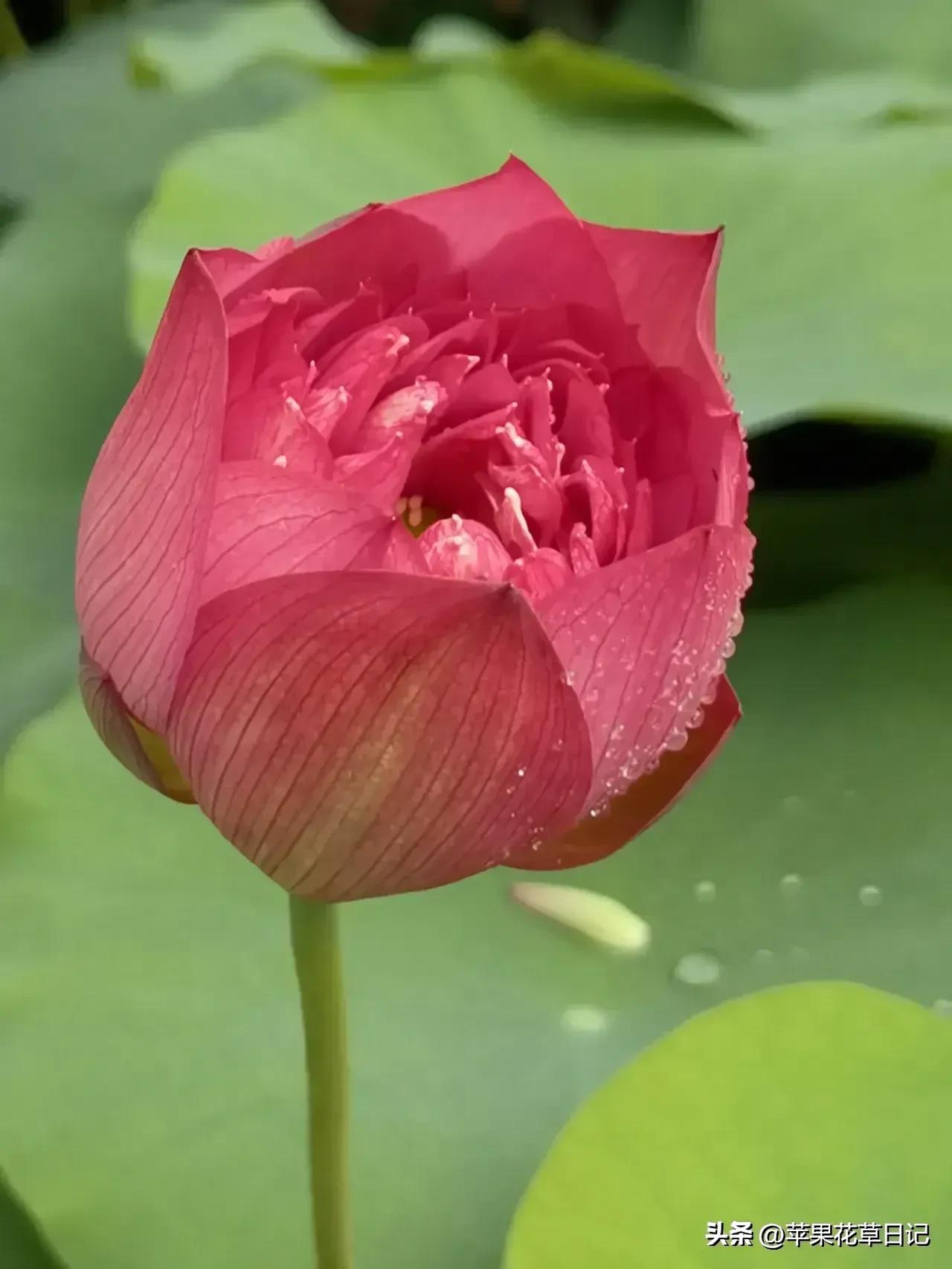 莲花盛开欣赏,绝美的莲花