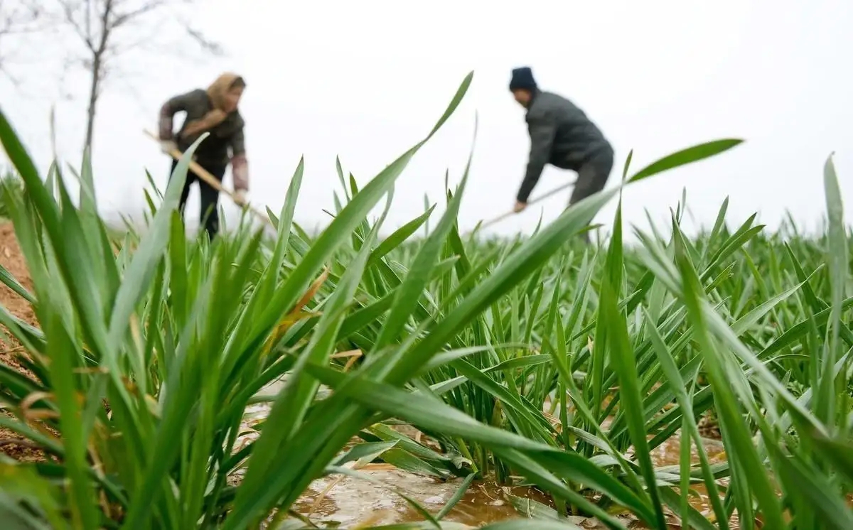 麦子是先旺后不能旺的真实情况,小麦拔节后怎么控旺
