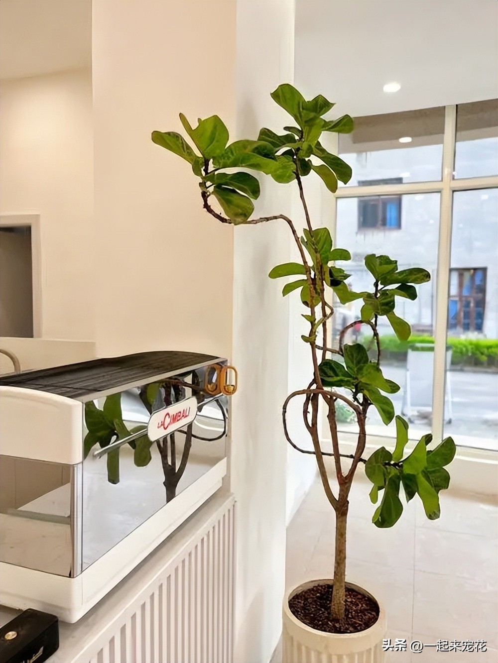 屋里放什么绿植寓意好还净化空气,新房装修好买什么绿植能净化空气