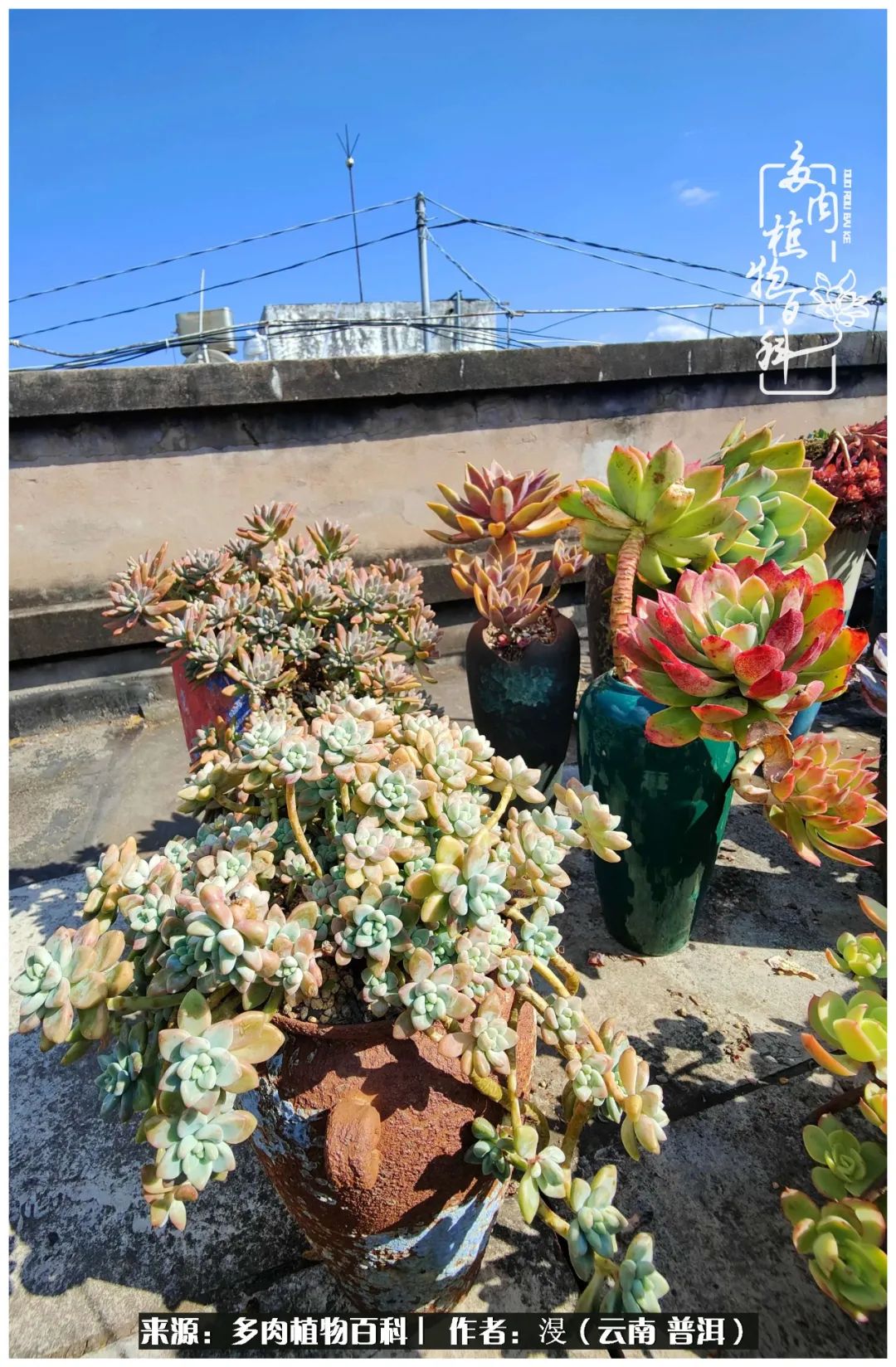 云南的冬天没有云！养肉七年，不谈得失，只论陪伴！