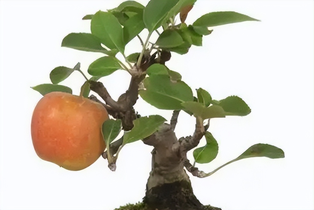矮化苹果盆景种在家里能结果吗,苹果盆景矮化栽培