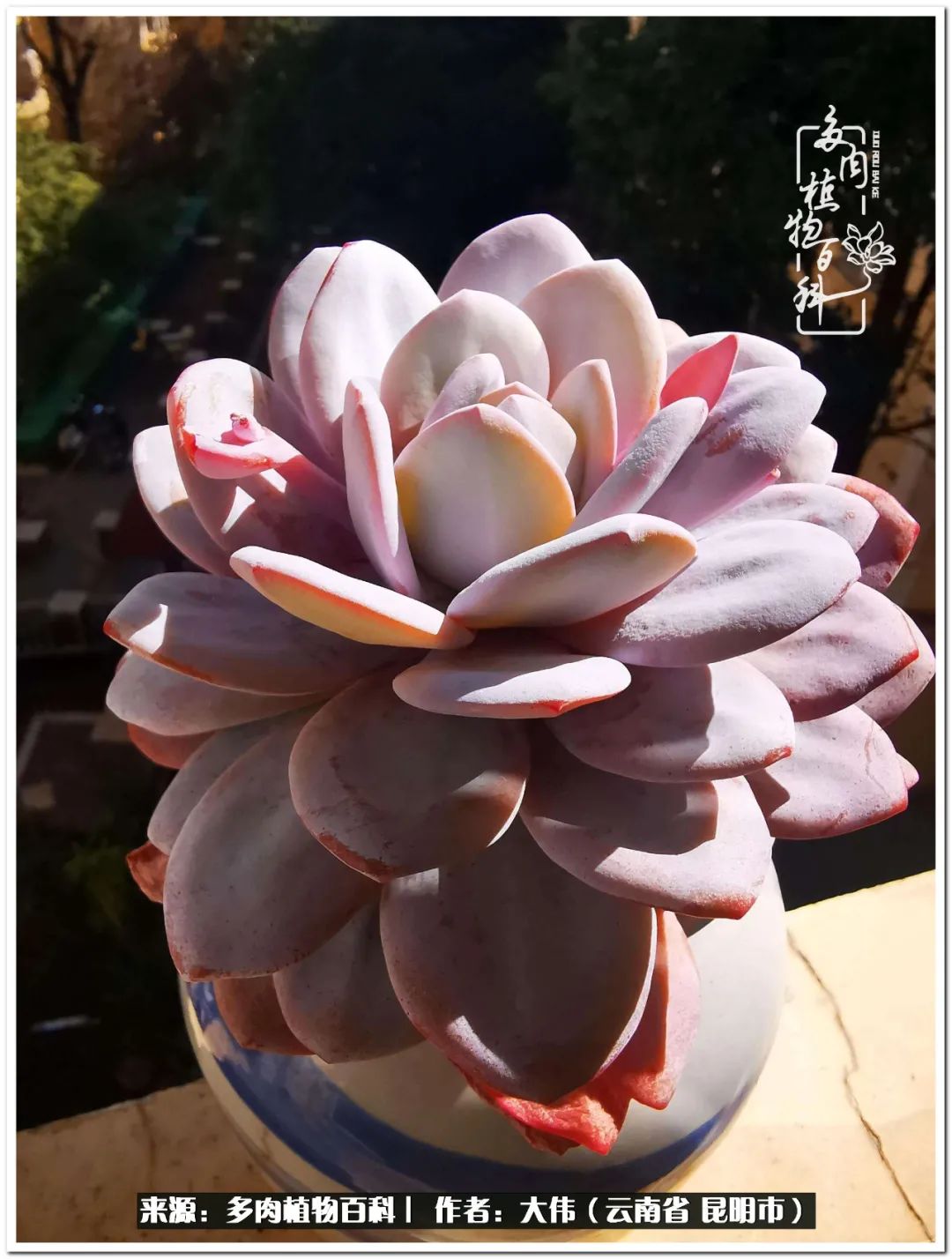 多肉的美在于姹紫嫣红,多肉年年开花