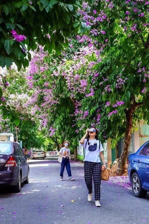 大花紫薇枝叶,紫薇大花的照片