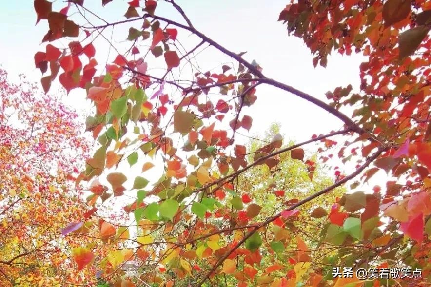 小小说：说的都不是真话