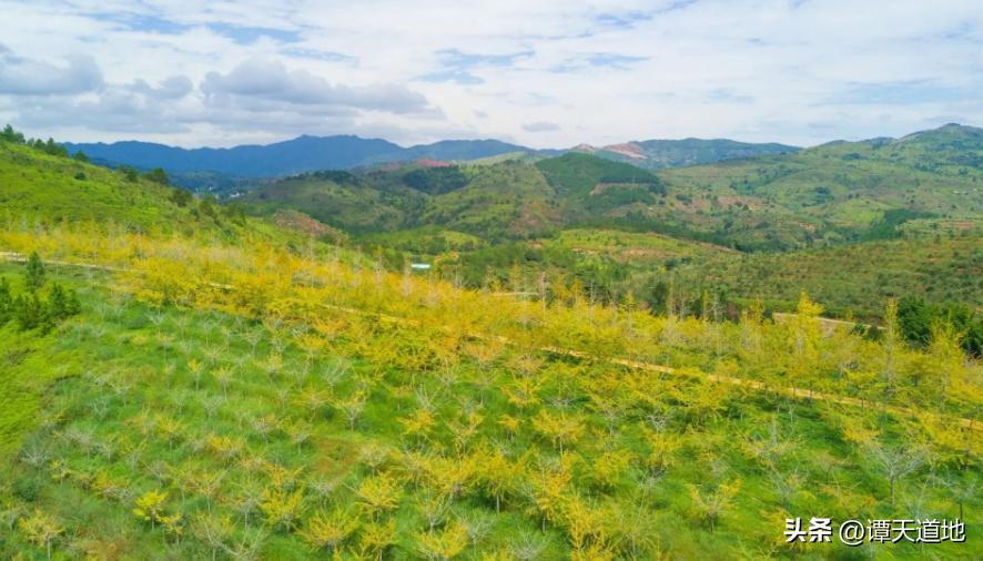 骞夸笢鏈変竴搴у皬鍘垮煄,骞夸笢姊呭幙姊呰タ闀囨湁澶氬皯涓