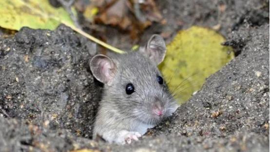 老鼠危害到底有多大,老鼠的危害以及捕鼠方法