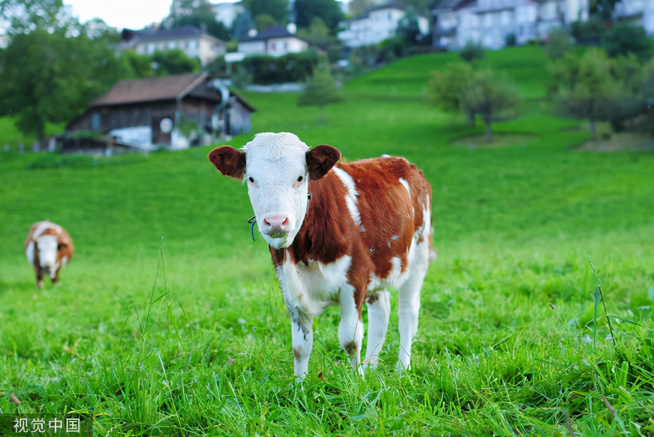夏天牛饮水的正确方法,牛喝水怎么喝