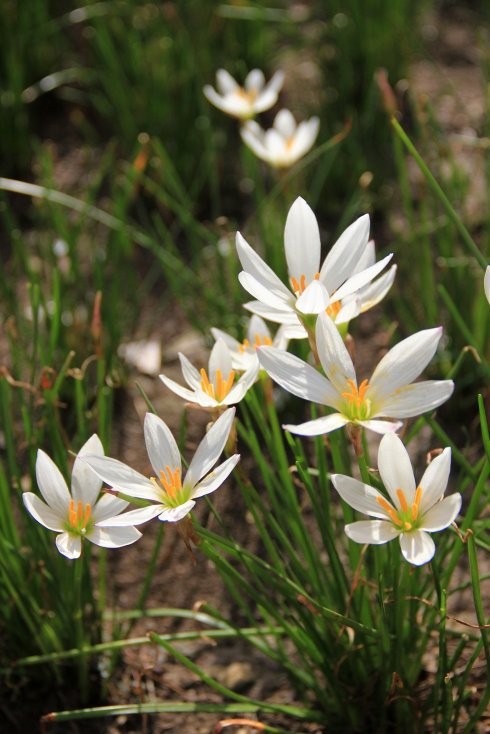 适合春季赏花的花,视觉盛宴五种赏花名花供您选择