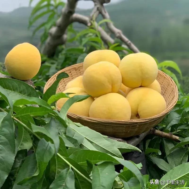 黄桃中的爱马仕,山东蒙阴锦绣黄桃4.5斤包邮