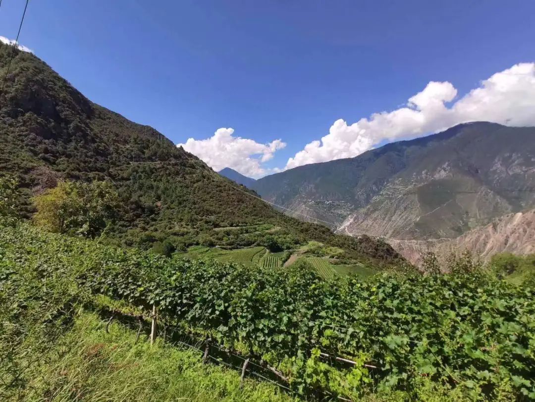 香格里拉葡萄酒产区,探秘云南香格里拉