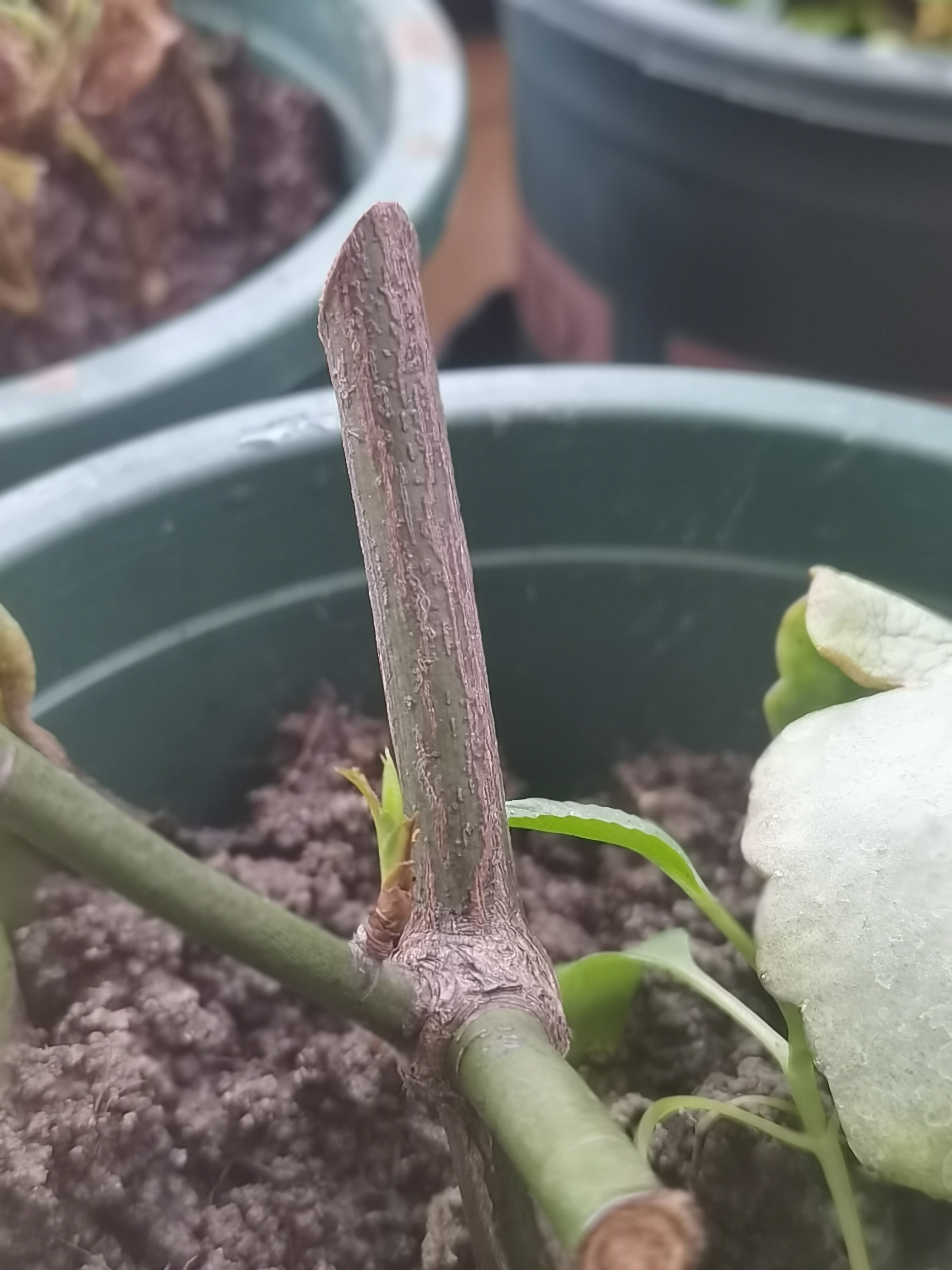 新手养花日记,新手养花玫瑰