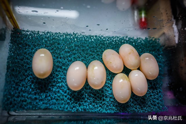 190岁乌龟过生日，活到今天熬过39届美国总统，还跟拿破仑有关系