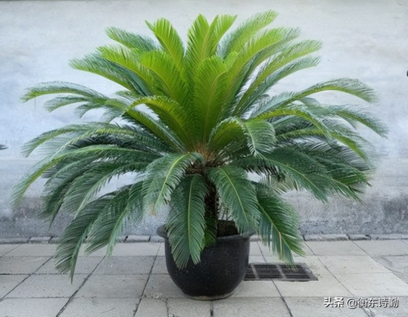 铁树多少年开花有什么寓意,千年铁树开了花万年的枯藤发了芽