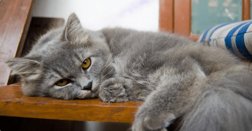 富力鲜和希宝猫罐头哪个好,富力鲜猫罐头怎么样