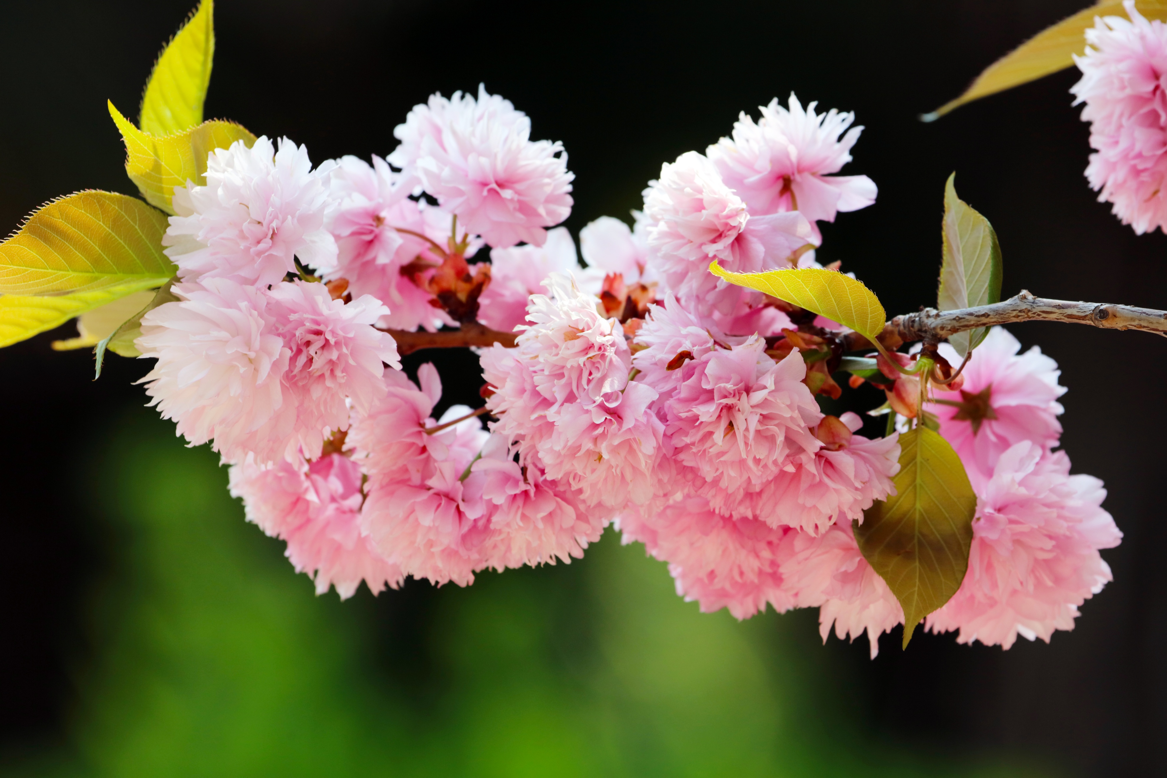 五四青年节致老青年们的图片,祝福五四青年节的图