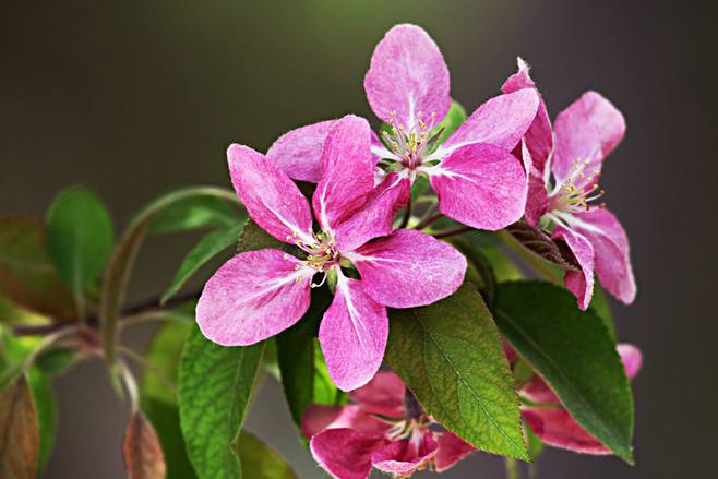 百花种类大全,百花的种类有哪些