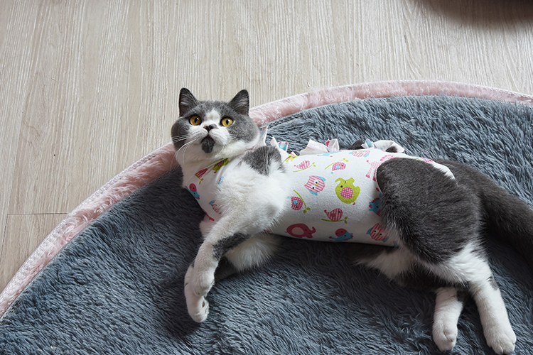 为什么母猫在交配结束后，会攻击公猫？