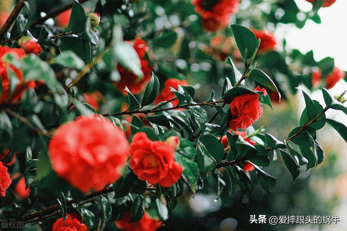 十二花神图谱完整版,工笔画十二花神欣赏