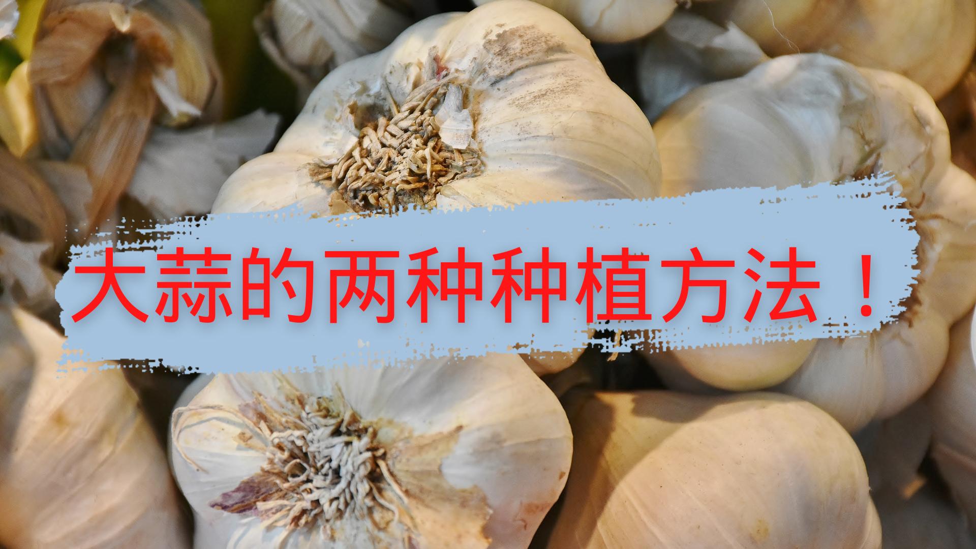 大蒜怎么种出得更快,大蒜的种法怎么种得好