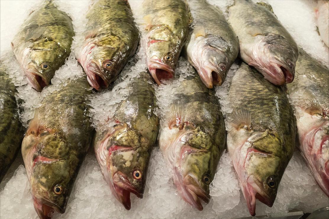 七种不一样的鱼图片,各种鱼的区别方法图解