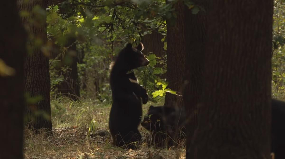云南哀牢山有黑熊吗,云南深山老林发现黑熊