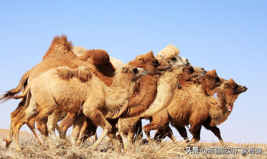 阿斯迈骆驼奶的好处是什么,伊犁阿斯迈骆驼奶