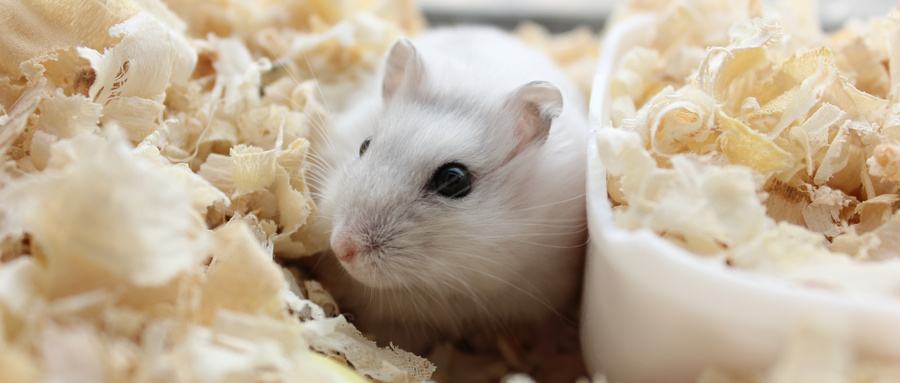 仓鼠软便反反复复怎么办还拉血,仓鼠拉稀软便怎么办