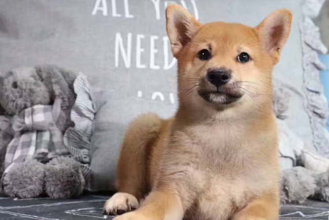 柴犬脚掌热是什么原因,柴犬脚底肉垫烂了怎么办