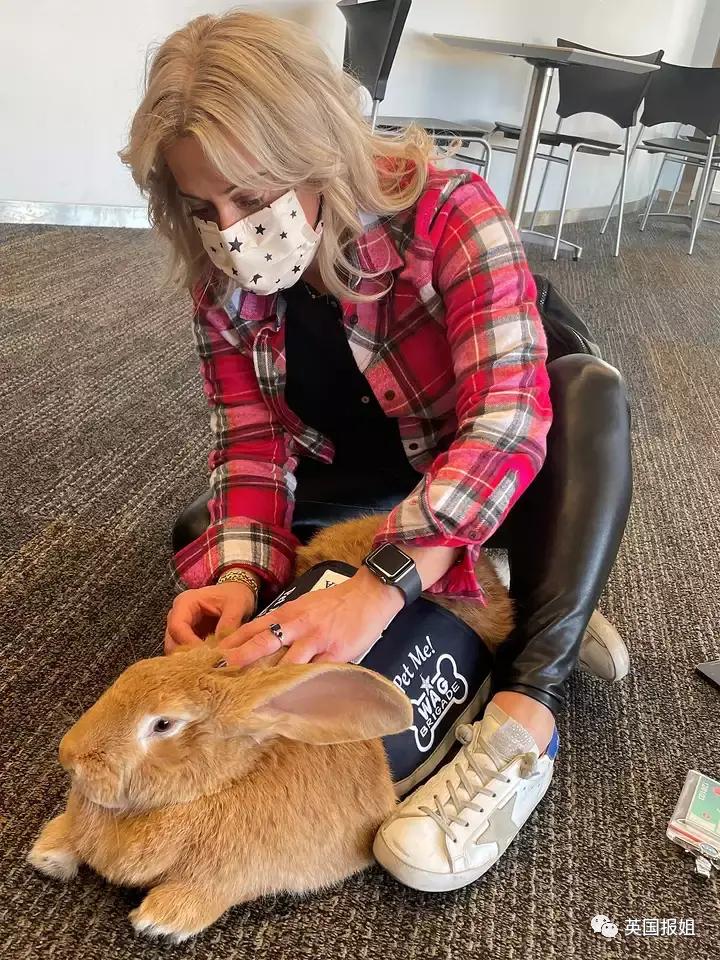 你知道世界上最大的兔子有多大吗,世界上最大的兔子吉尼斯纪录