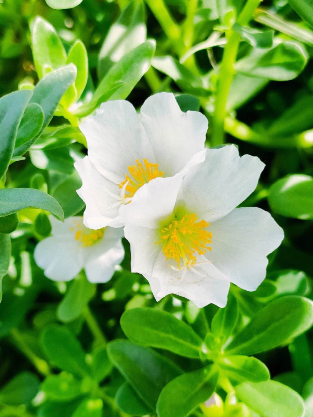 马齿苋凉拌馅饼,阿飞凉拌马齿苋