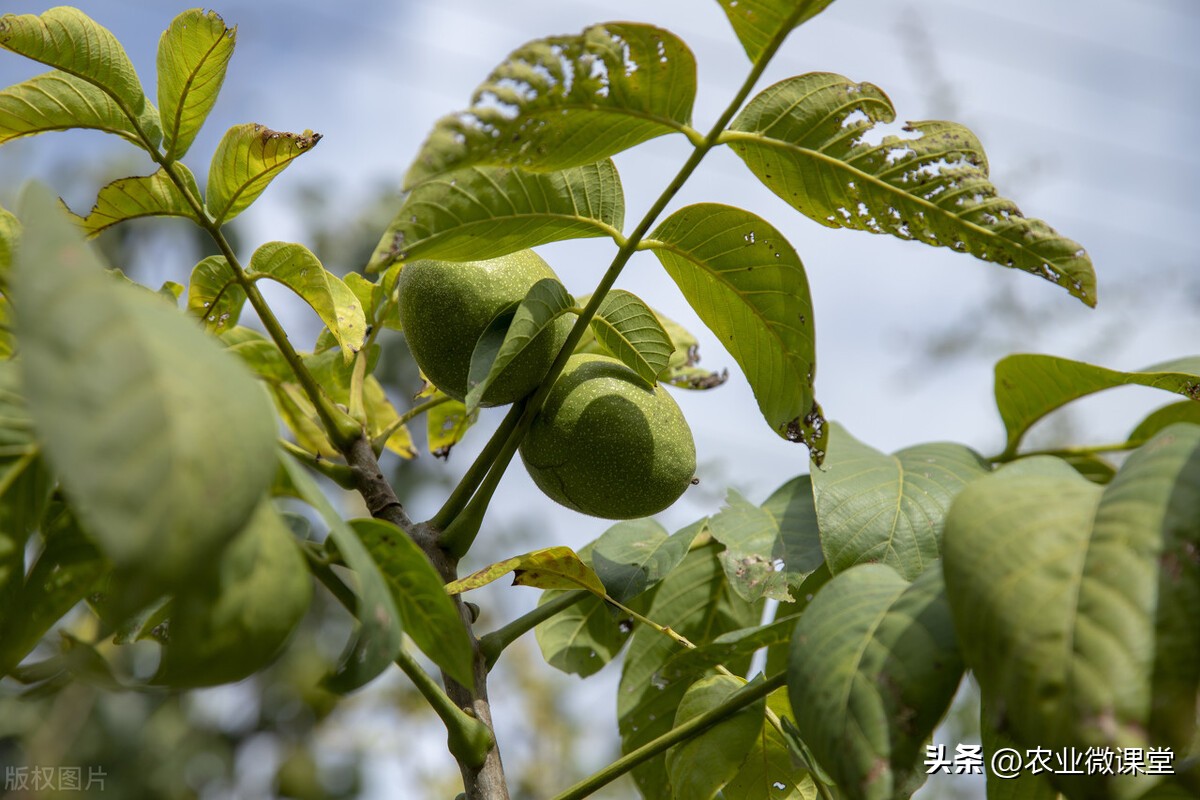 核桃树结果后怎么管理防病虫,核桃树高产管理技术及病虫害防治