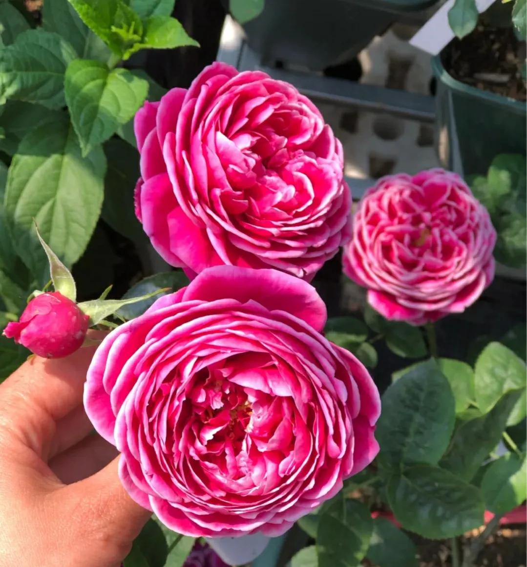 良心商家道出真相，3种月季白送给你都不能要，很多人都被骗了