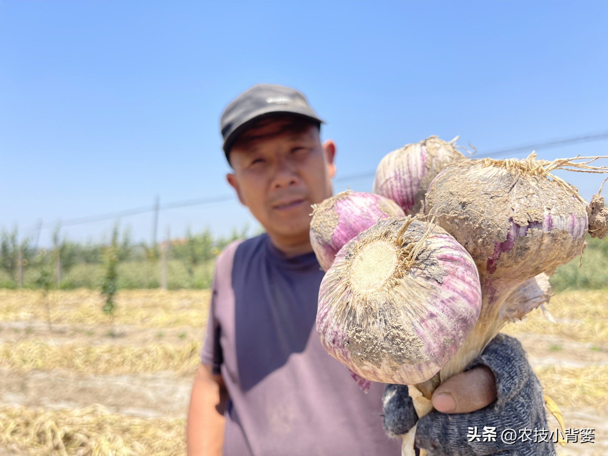 种植大量的大蒜怎么储藏,大蒜长期保鲜储存的正确方法