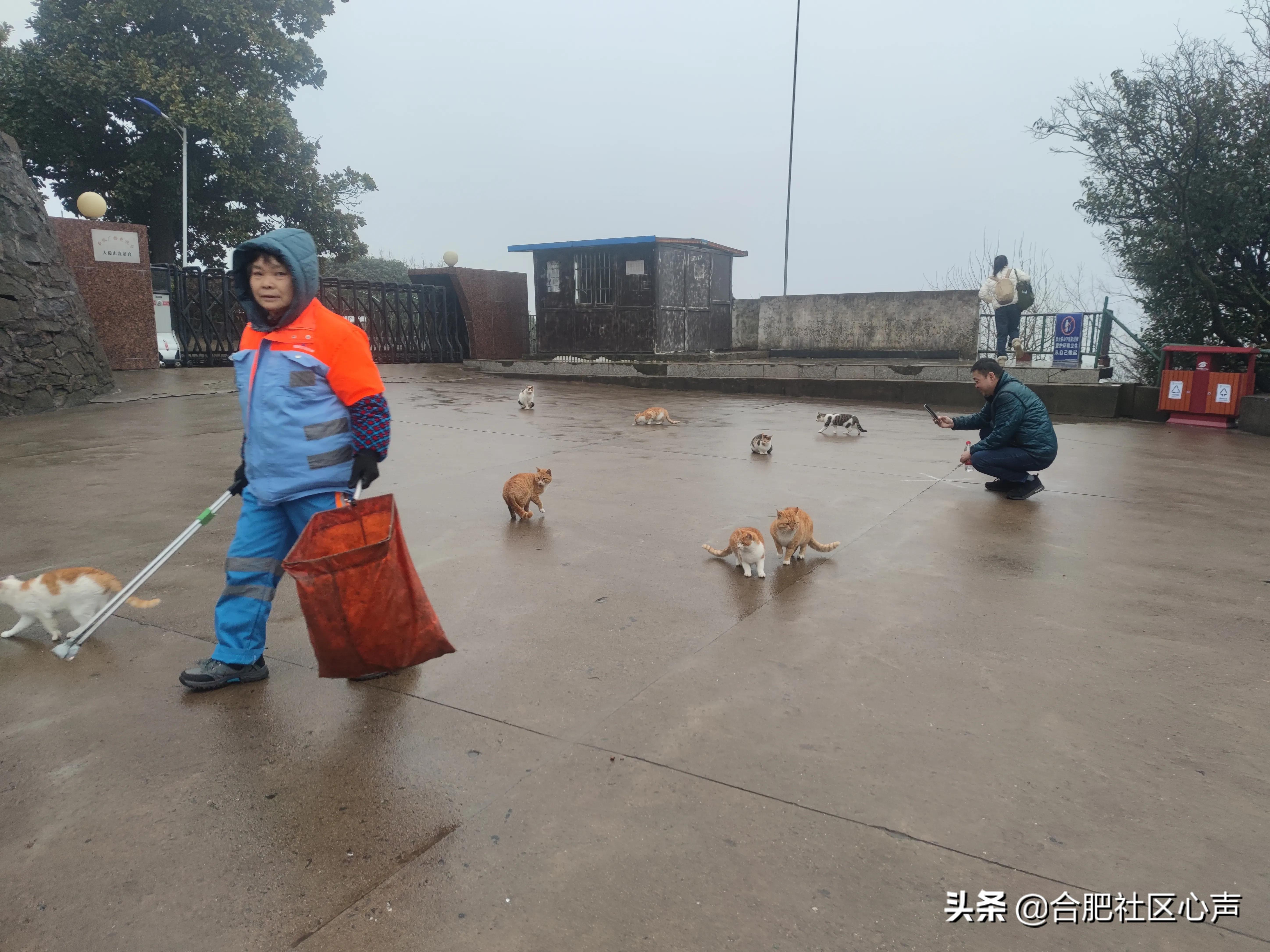 合肥有很多流浪猫的地方,合肥哪有流浪猫