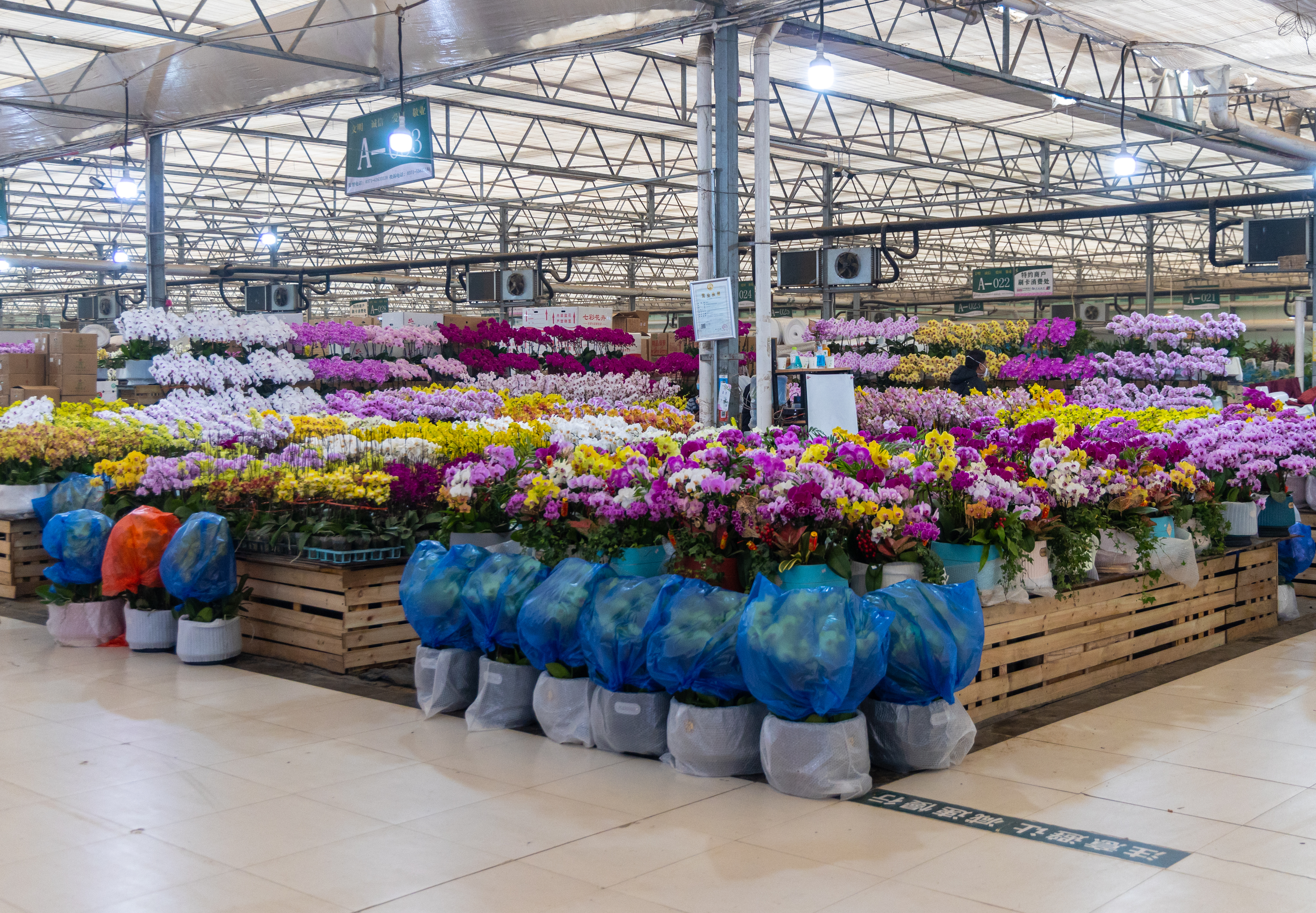 今日花卉市场价格郑州,郑州花卉市场年宵花
