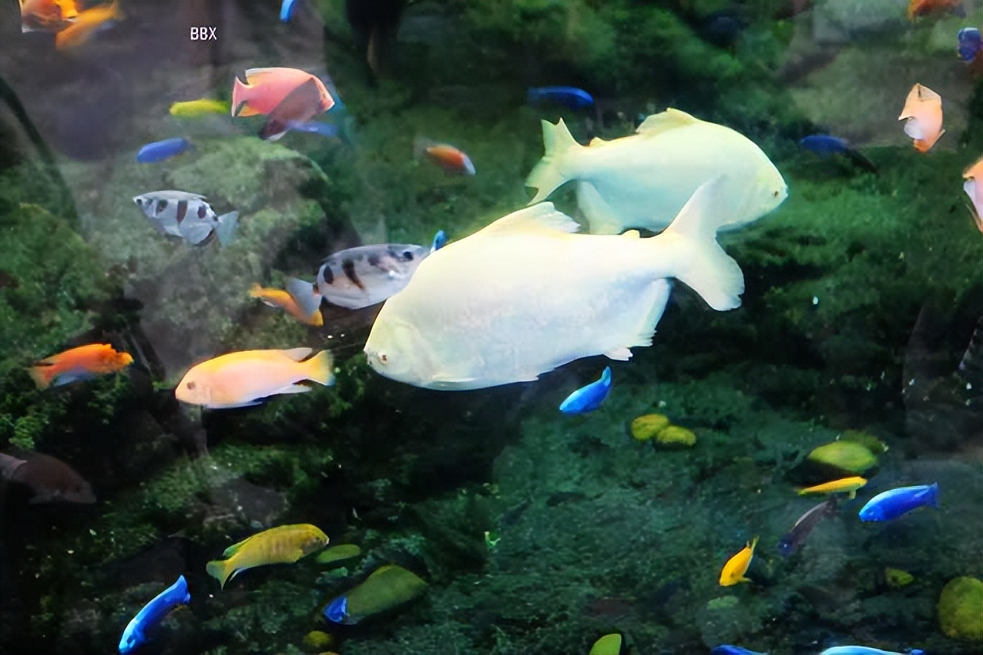 珠海长隆海洋王国水下走廊,世界级海洋乐园珠海长隆海洋王国