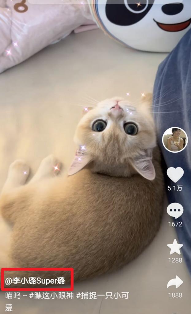 李小璐PG1疑设计情侣品牌，同养一只宠物被质疑同居