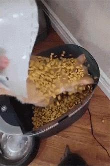 猫咪骗水喝的办法,猫咪骗水神器视频大全