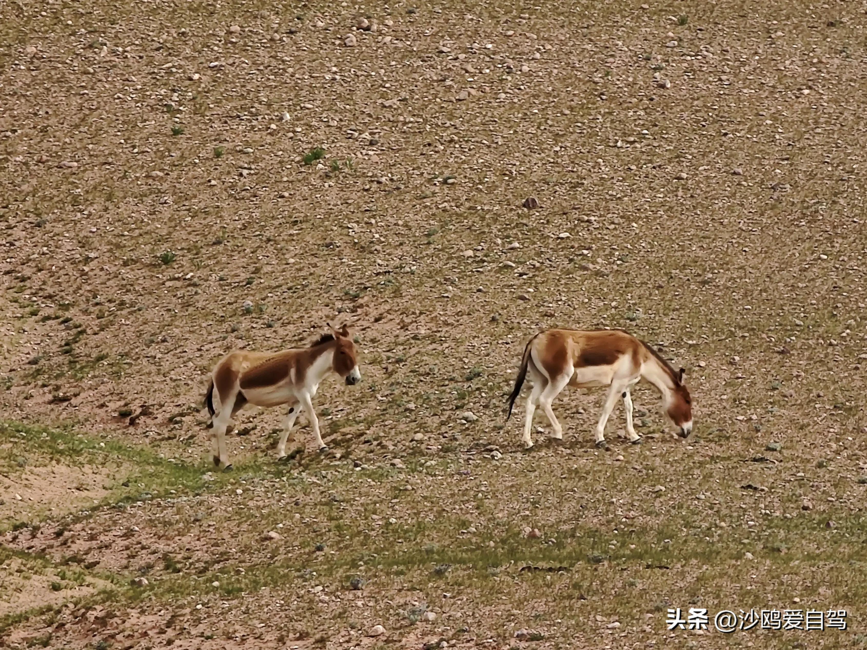 自驾四进*藏西***疆新**第12天:人在囧途:当惹雍措圣湖边陷车,轮胎鼓包