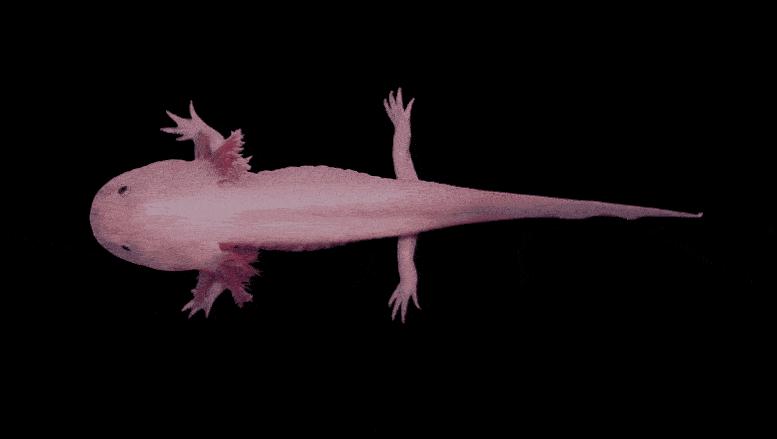 海关查处的蝾螈有哪些,上海海关查获蝾螈后续