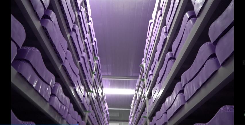 清华学霸卖枕头卖了一个亿,拒绝假洋品牌