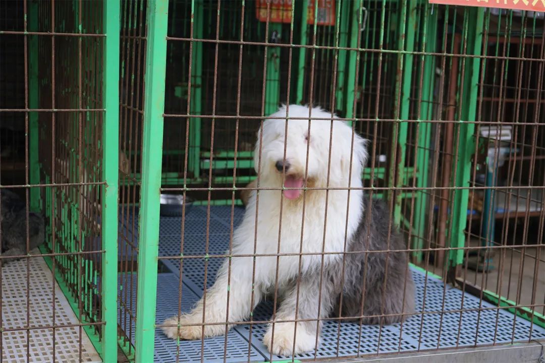 三联鸡鸭市场在哪里,三联市场家禽