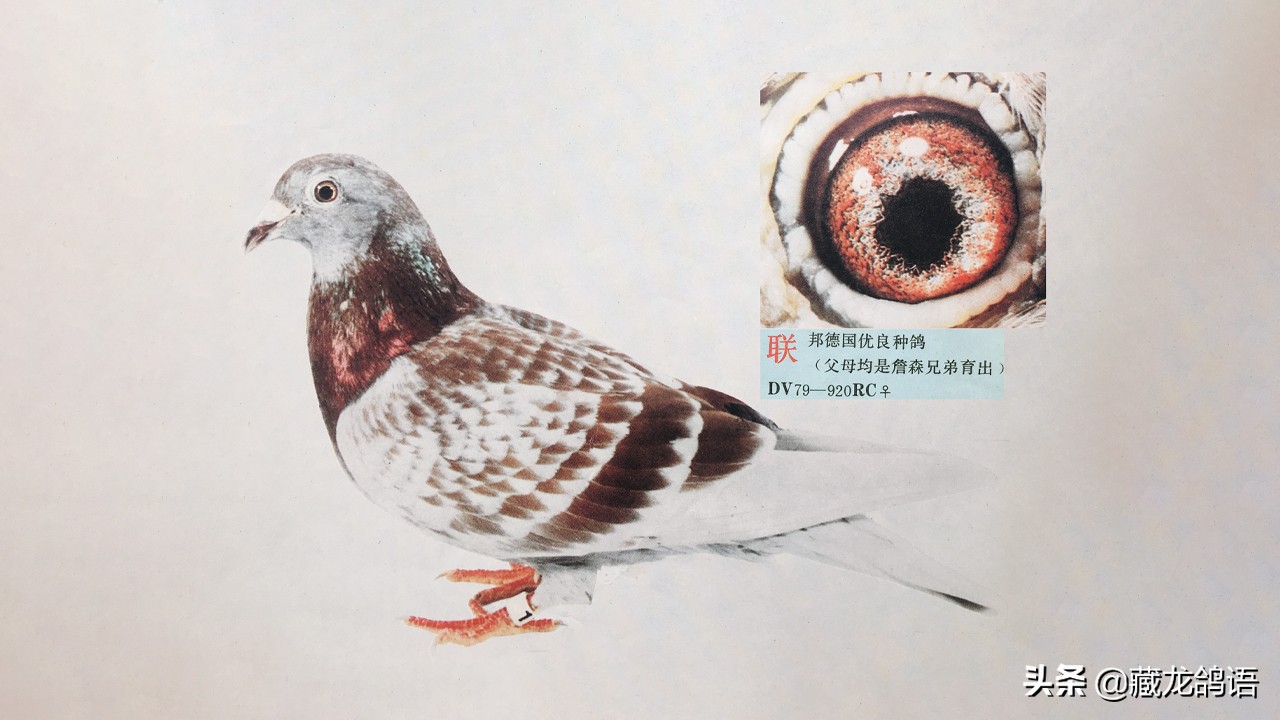 鸽子放养好还是棚养好,鸽子关死棚养好还是放飞养好