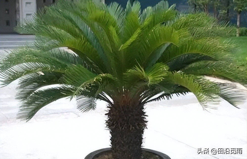 铁树烂根黄叶怎么办,铁树盆景为啥黄叶