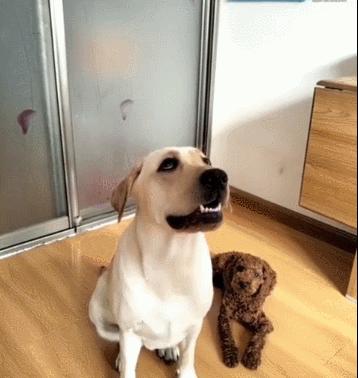 拉布拉多好养吗的缺点和优点,拉布拉多和金毛的优点和缺点