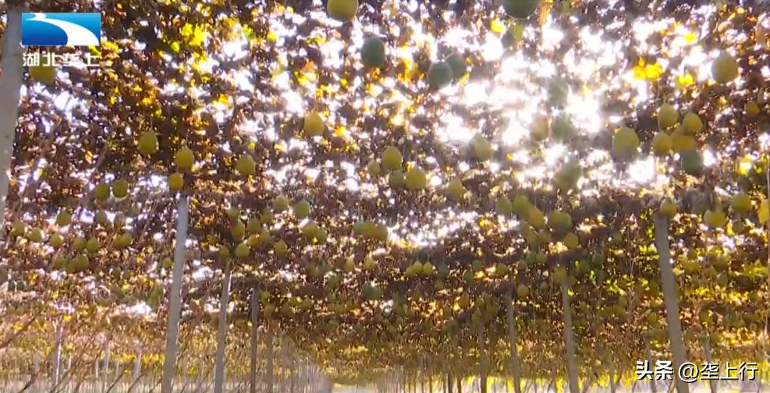 瓜蒌产业背后的致富经,瓜蒌种植带动群众增收