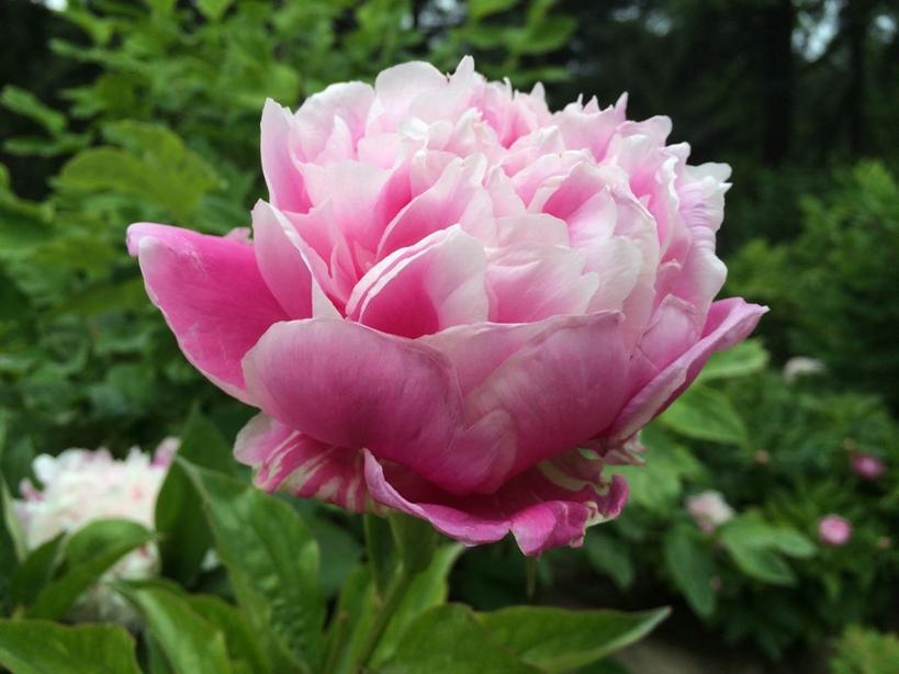 五月八日母亲节,五月母亲节给老妈准备的花