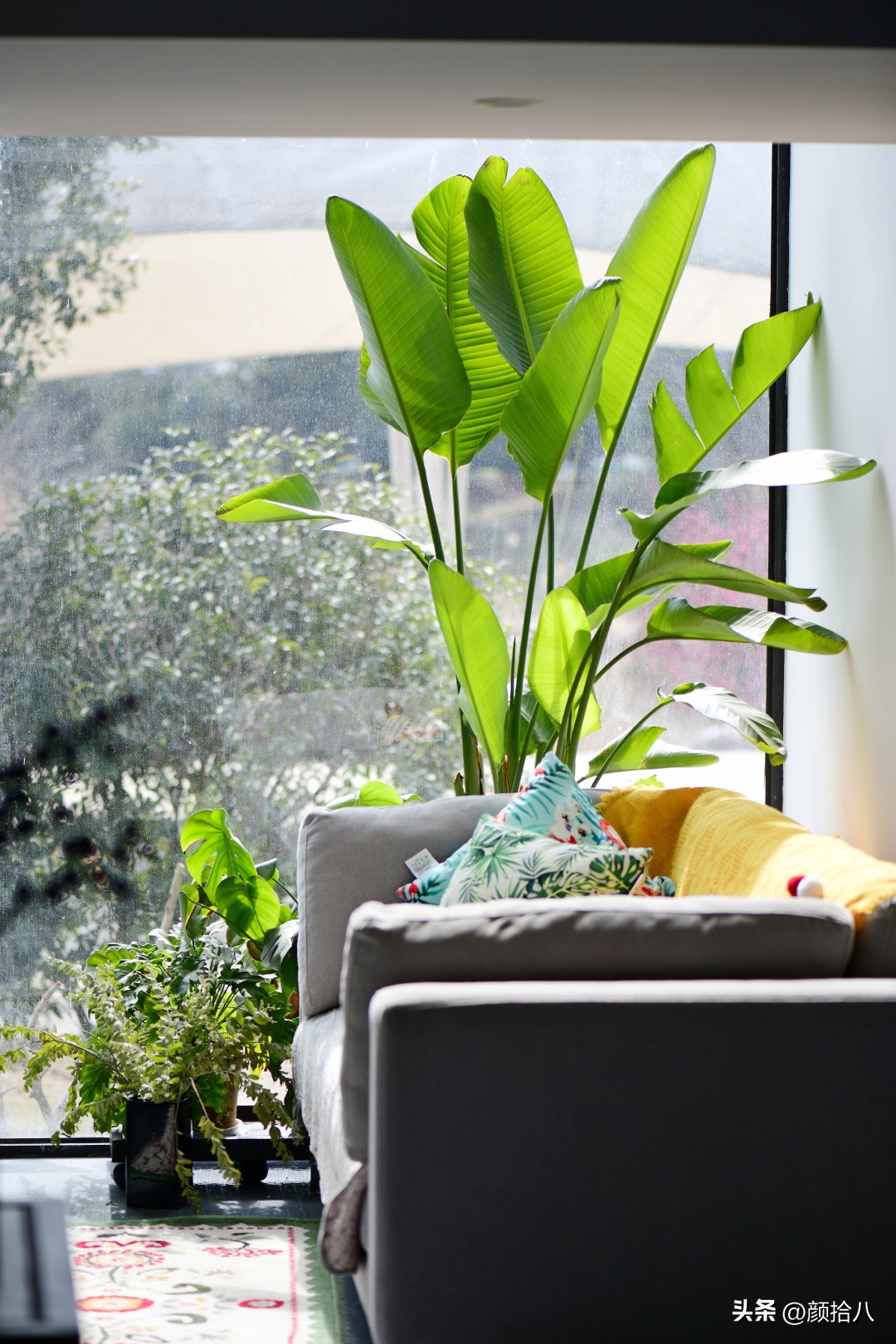 天冷怎么注意植物冻死,植物怕冷怎么过冬